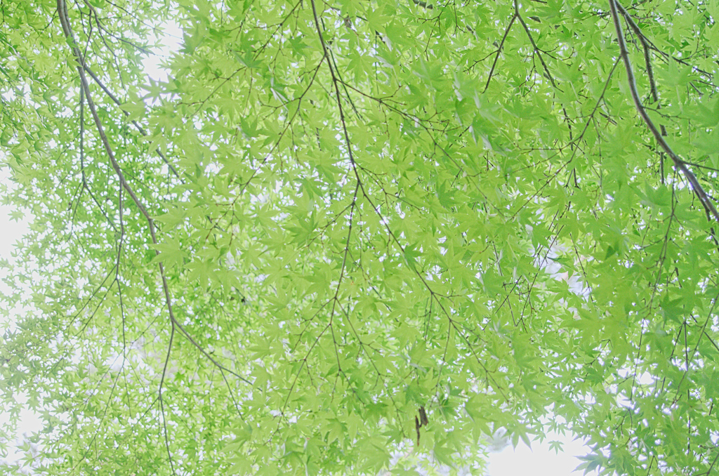 青もみじ