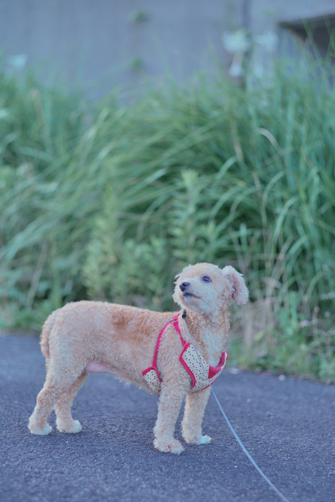 愛犬