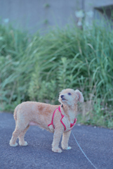 愛犬