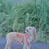 愛犬