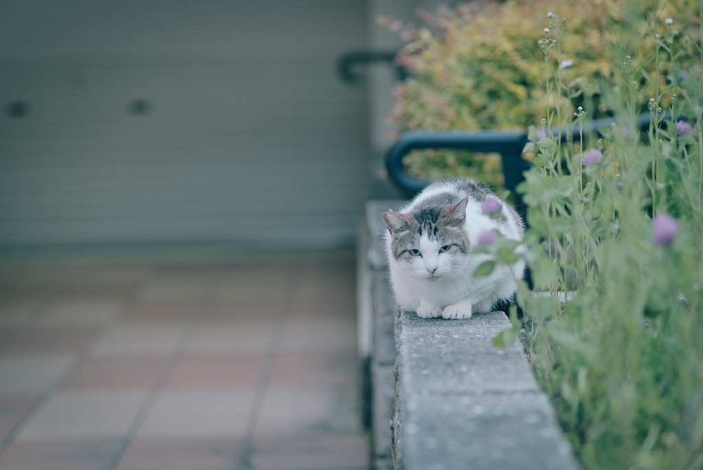 野良にゃんこ