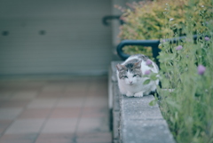 野良にゃんこ