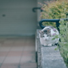 野良にゃんこ