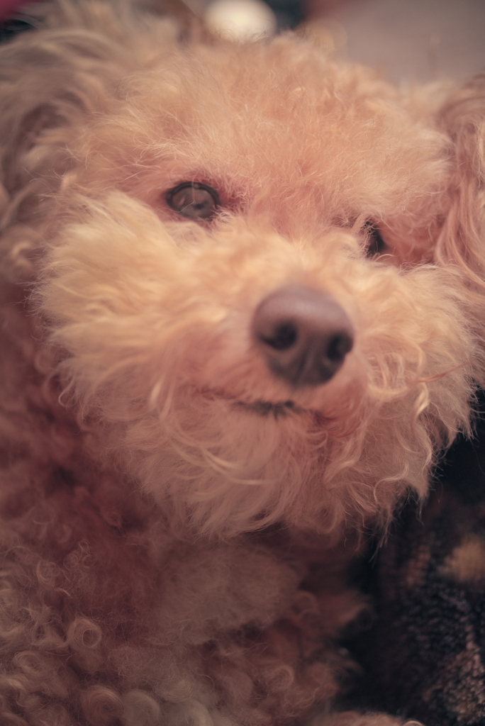 愛犬