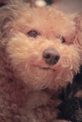 愛犬