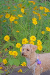 花と愛犬