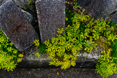 道端の黄色い花