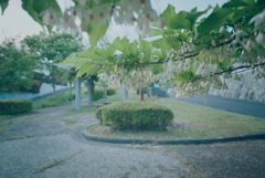 ウツギ