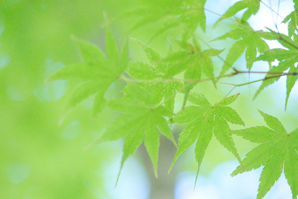 青モミジ