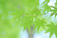 青モミジ