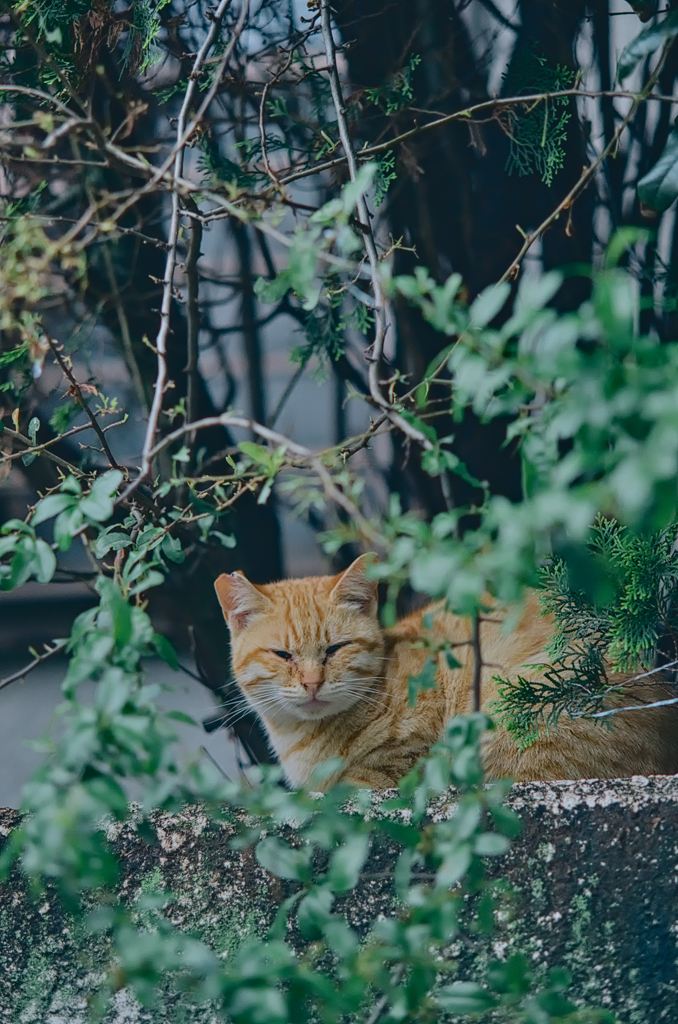 にゃんこ