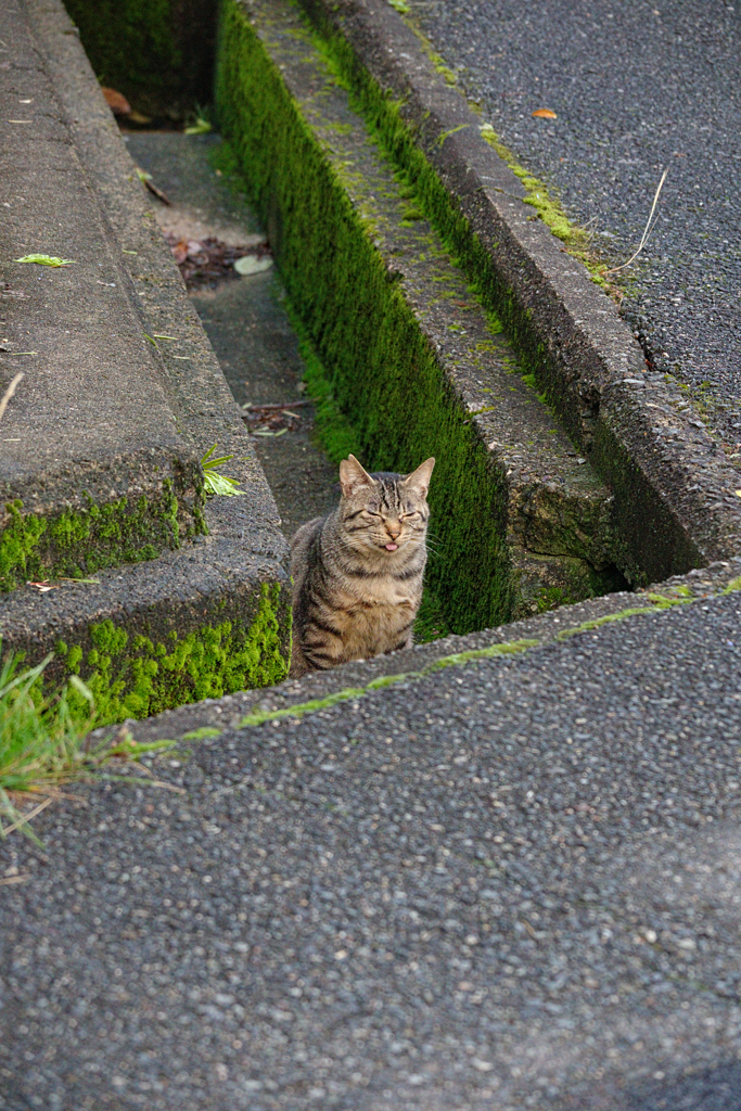 野良にゃんこ