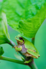 アマガエル