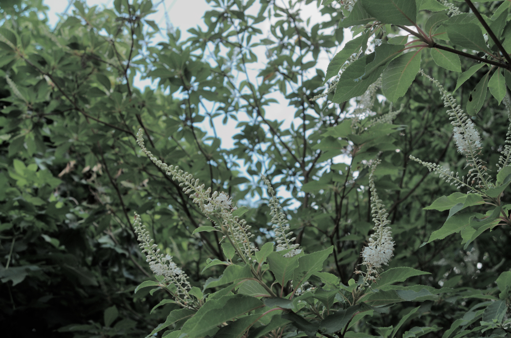 樹木