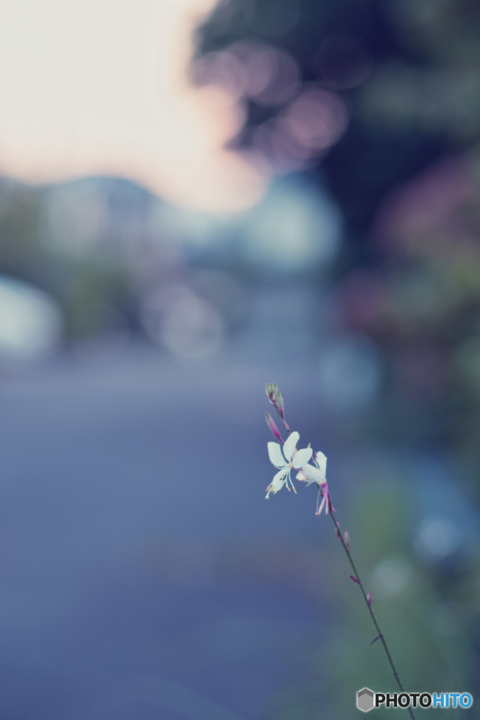 ハクチョウソウ