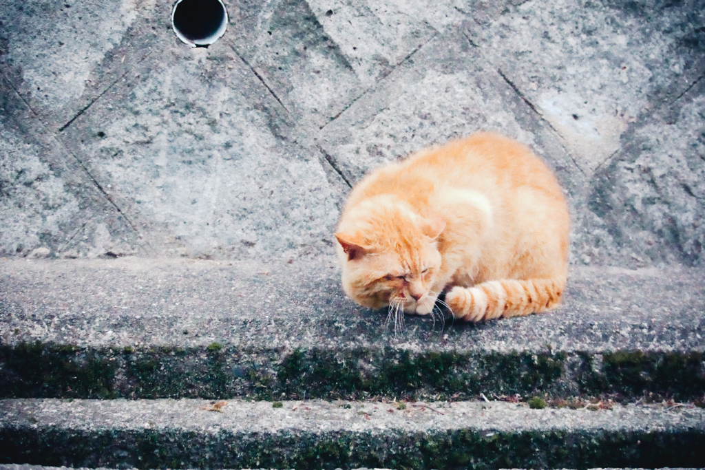 野良にゃんこ