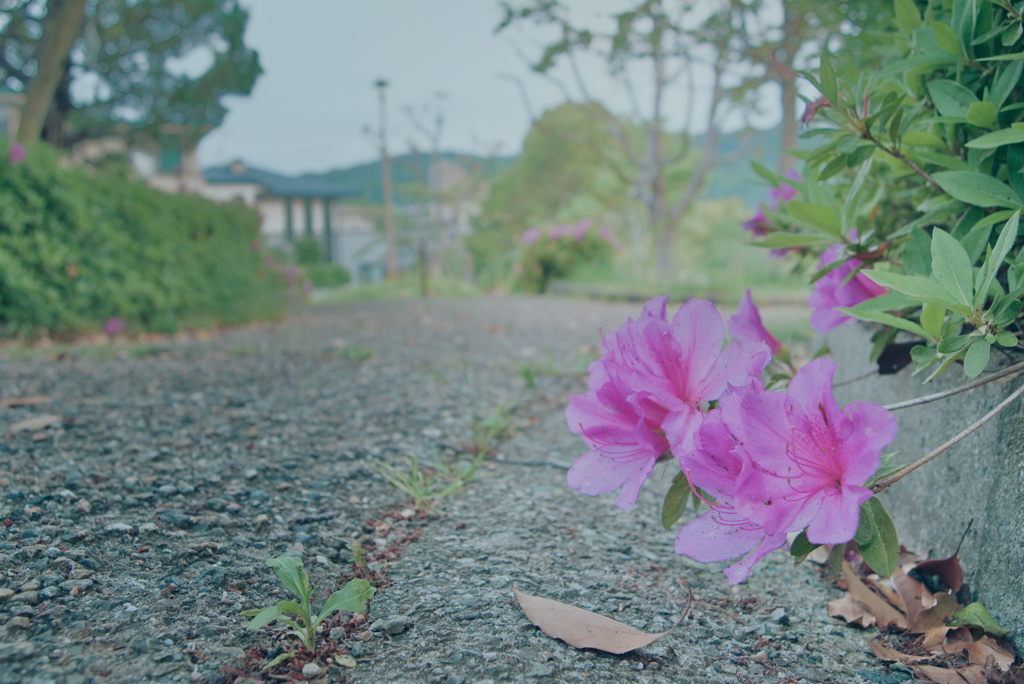 つつじ