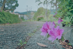 つつじ