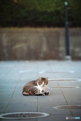 野良にゃんこ
