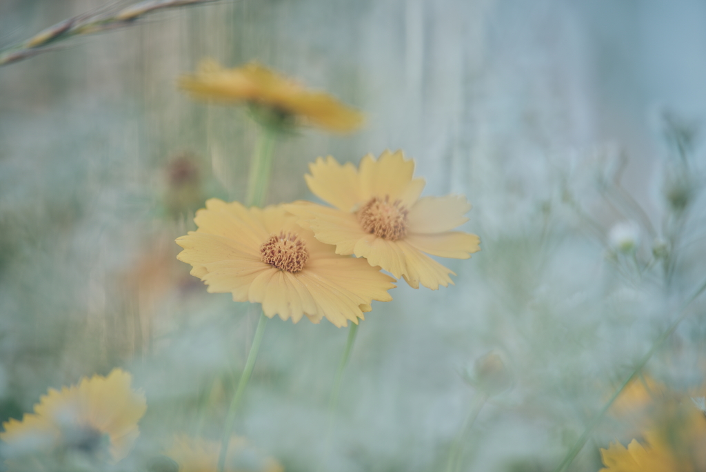 オオキンケイギク