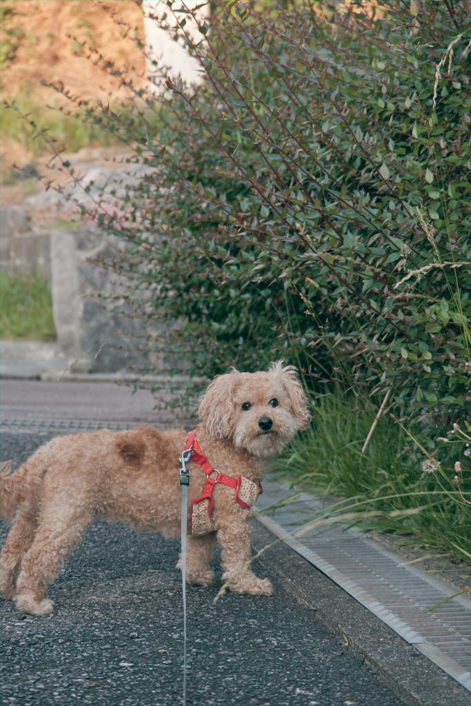 愛犬