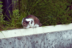 野良にゃんこ
