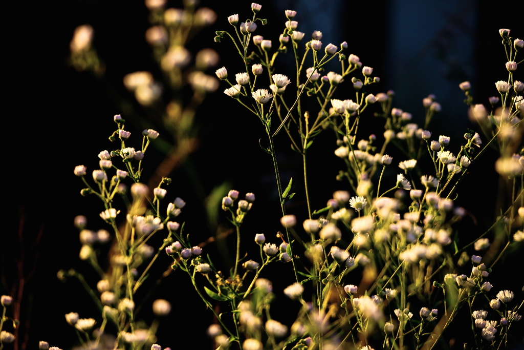 朝日を受ける草花