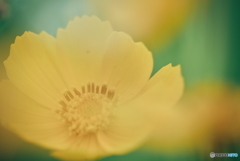 オオキンケイギク