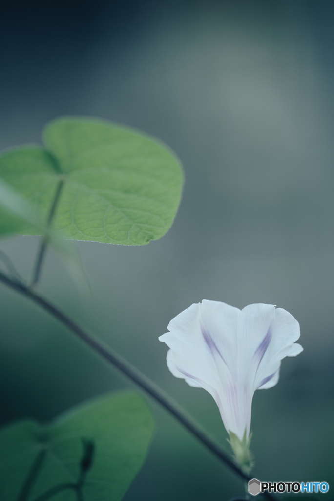 朝顔