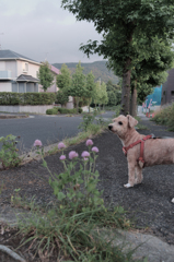愛犬