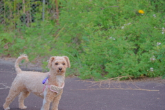 愛犬