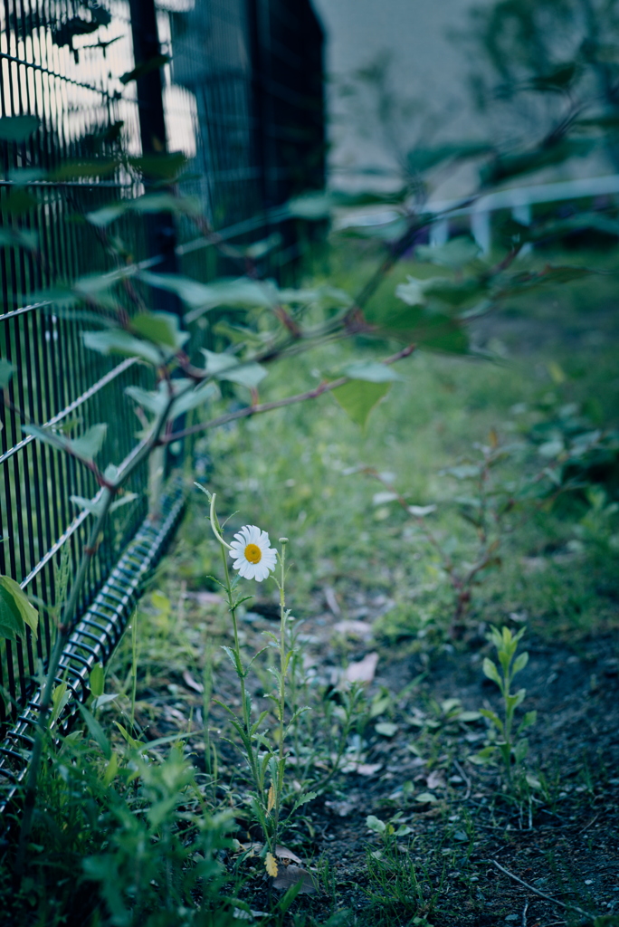 路肩の草花