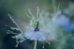 ニゲラに付いた雫