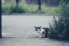 野良にゃんこ