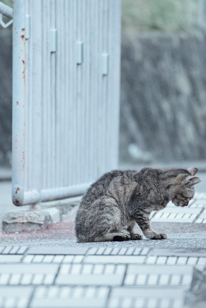 野良にゃんこ