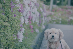 愛犬とつつじ