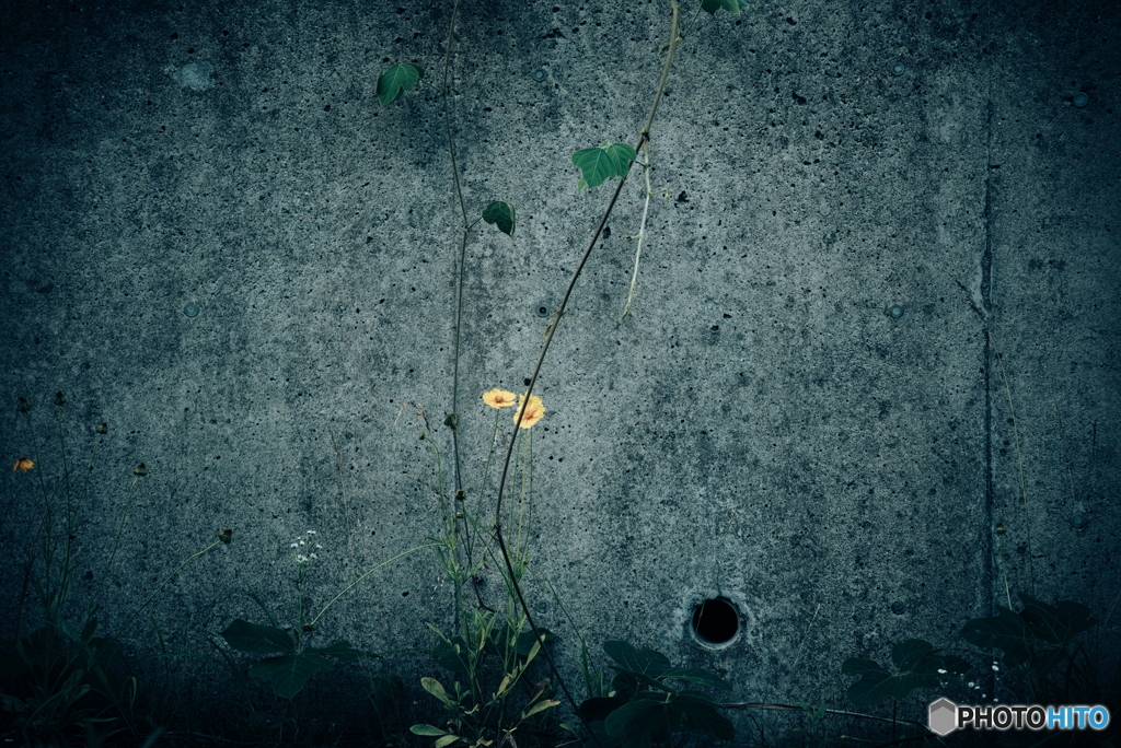 オオキンケイギク