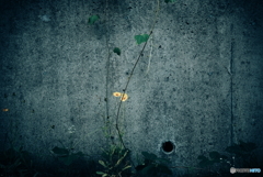 オオキンケイギク