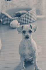 愛犬