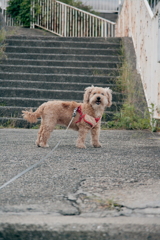 愛犬