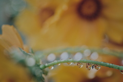 オオキンケイギクと雫