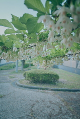 ウツギ