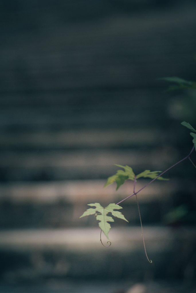 散歩道の草花