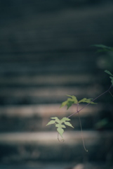 散歩道の草花