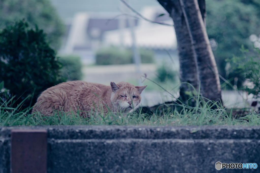 野良にゃんこ