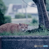 野良にゃんこ