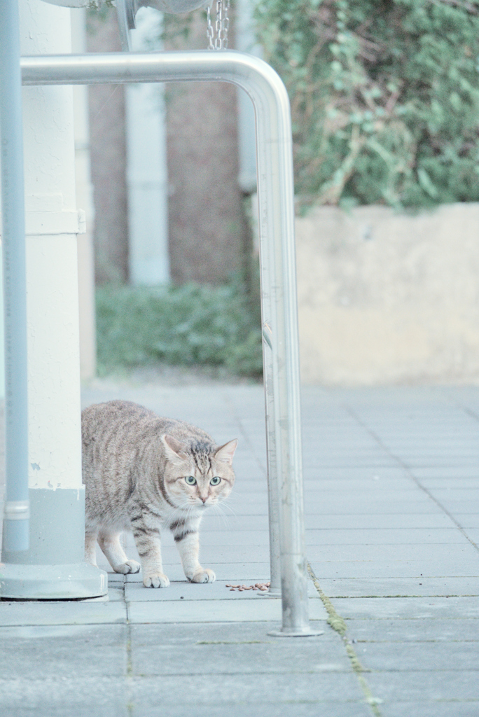 野良にゃんこ