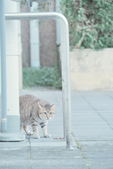野良にゃんこ