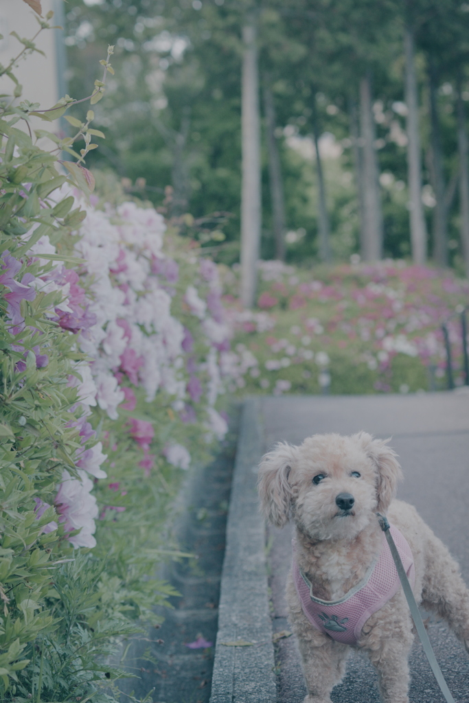 愛犬とつつじ