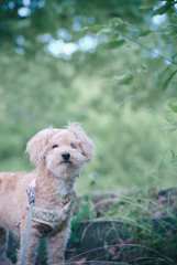 愛犬